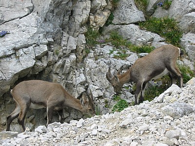 118-1885_img.jpg