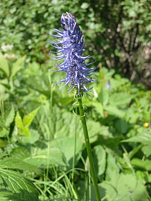 141-4168_IMG.JPG