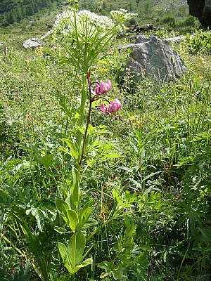 141-4181_IMG.JPG