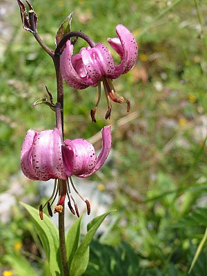 141-4183_IMG.JPG