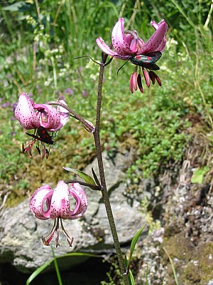 141-4190_IMG.JPG