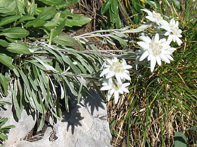 edelweiss.jpg