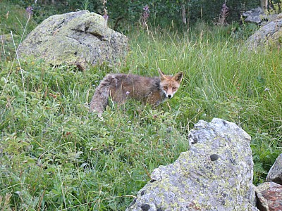 2010_08_oisans_009.jpg