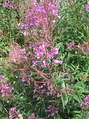 2010_08_oisans_105.jpg