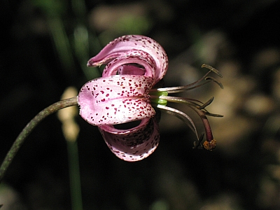 2012_07_09_064.jpg