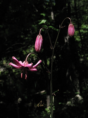 2012_07_09_066.jpg