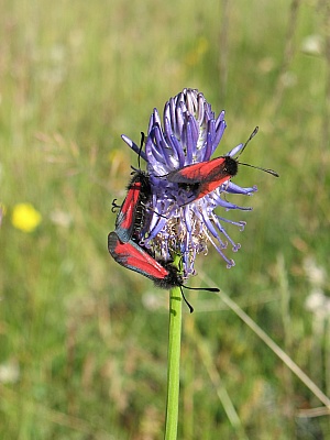 2012_07_09_136_r1.jpg