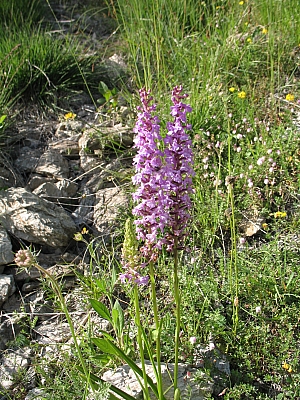 2012_07_09_142.jpg