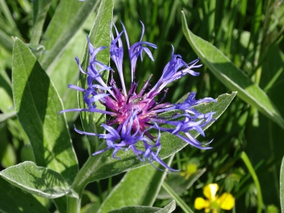 DSC03713.jpg