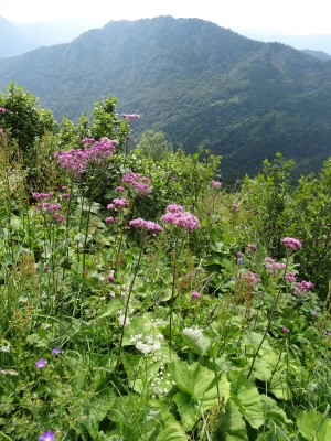 DSC03762.jpg