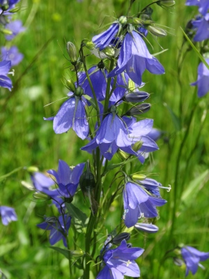 DSC03781.jpg