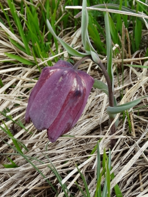 DSC07278_r.jpg