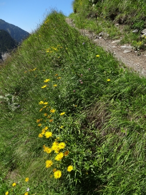 DSC08746.JPG