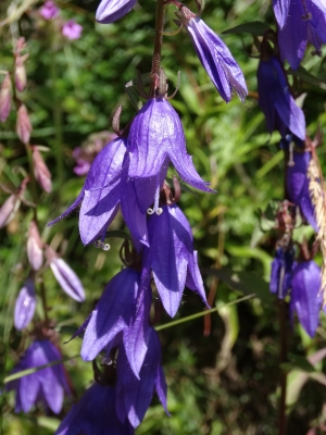 DSC08751.JPG