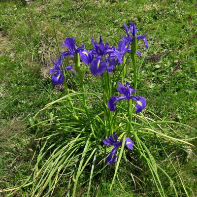 iris.jpg