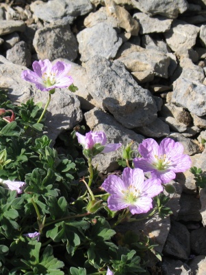IMG_0026_geranium.jpg
