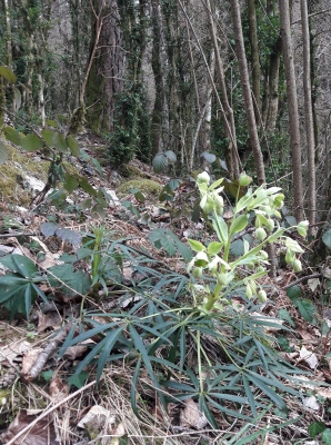 hellebore.jpg