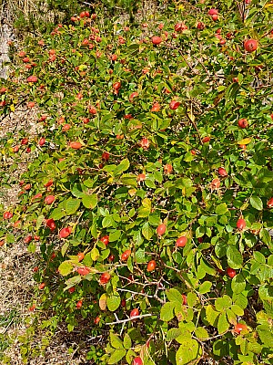 20231015_115516_r.jpg