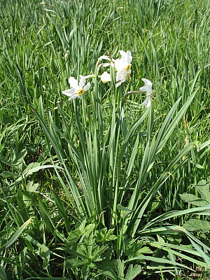 100606_rochebrune_049.jpg
