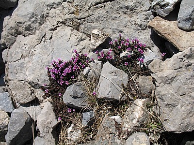 100606_rochebrune_095.jpg