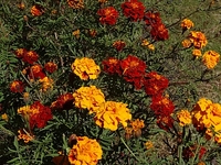 DSC05876.JPG