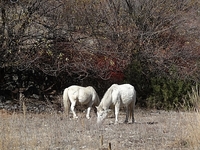 DSC04907.JPG