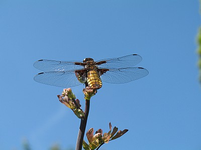 IMG_2407.JPG