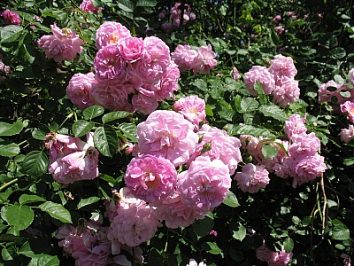 IMG_2413.JPG