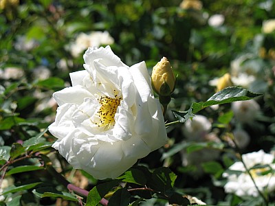 IMG_2425.JPG