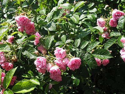 IMG_2426.JPG
