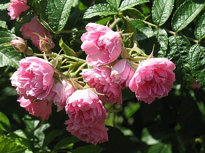 IMG_2427.JPG