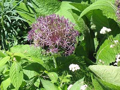 IMG_2432.JPG