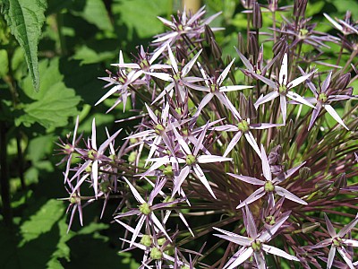 IMG_2436.JPG