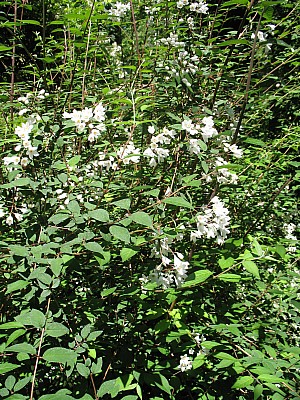 IMG_2448.JPG