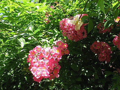 IMG_2455.JPG