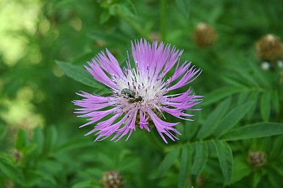 IMG_2885.JPG