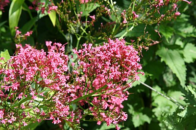 IMG_2887.JPG