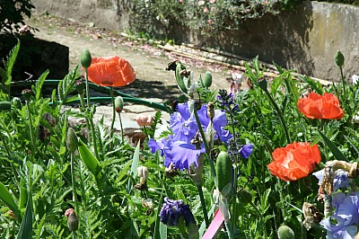 IMG_2894.JPG